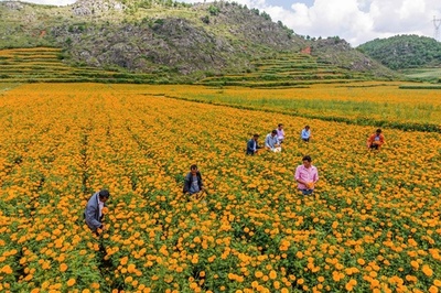 【今日の1枚】満開のマリーゴールド、今が書き入れ時 中国