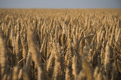 コムギのゲノム、完全解読に初めて成功