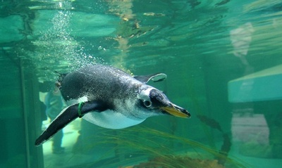 ペンギンたちの行進、独ミュンヘンの動物園