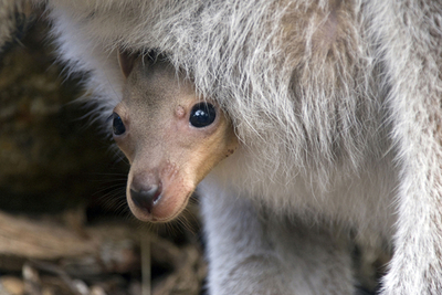 おなかの袋から「こんにちは」、有袋類の赤ちゃんがごあいさつ シドニー