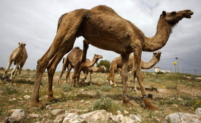 ラクダ焼く儀式が非難の的、シベリア霊媒師集団「ロシアを強くするため」