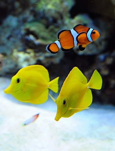 魚は話す、ニュージーランドの科学者が発表