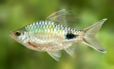 発見前に絶滅する未知の生物説は「杞憂」、国際研究