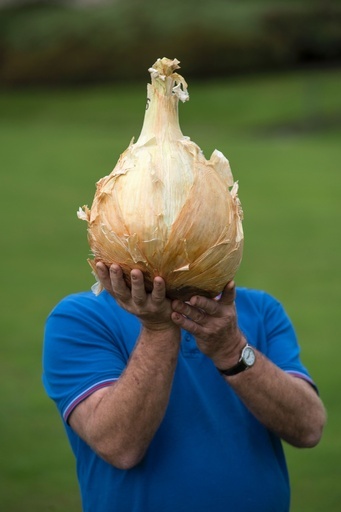 顔より大きいタマネギ！ 巨大野菜がずらり 英