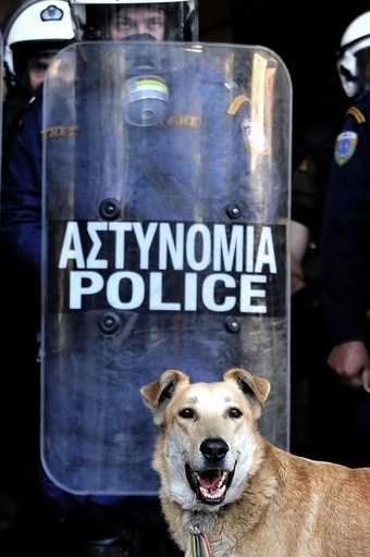 ギリシャ抗議犬がネットで人気、タイム誌「今年の人」に写真