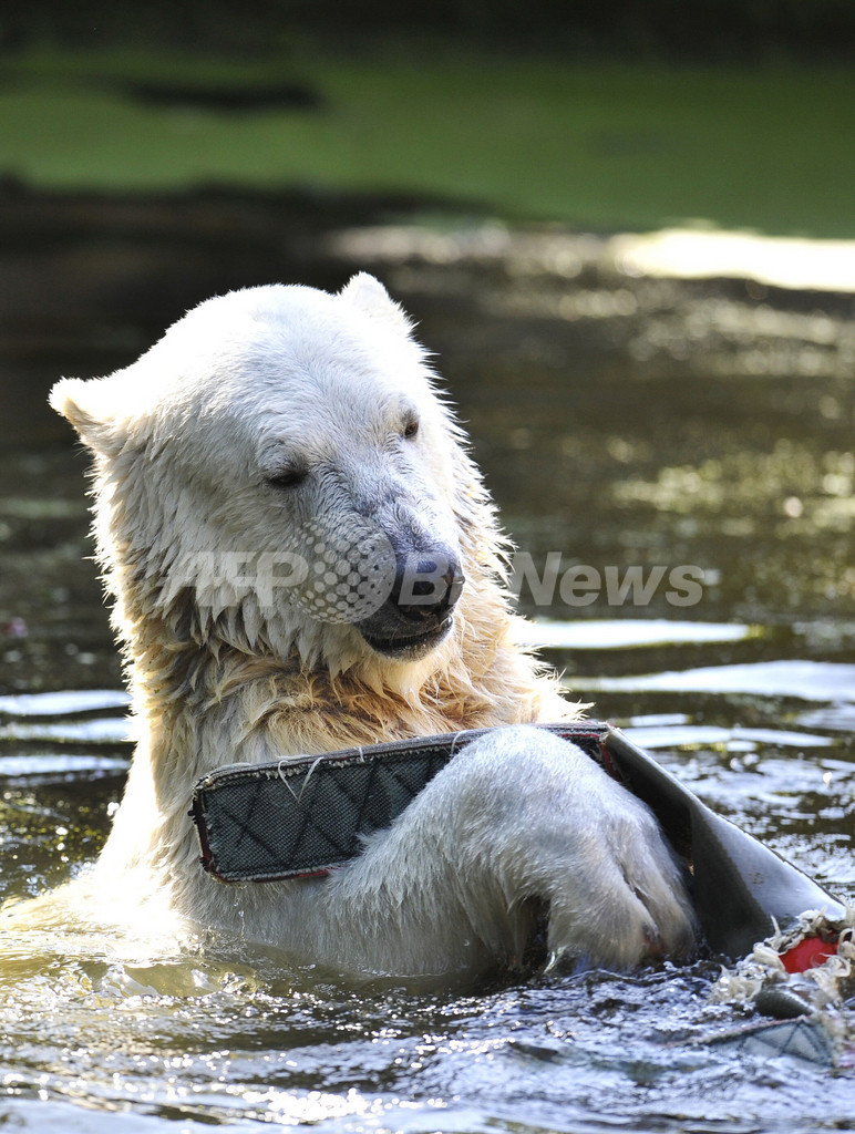 真夏も元気、世界一有名なホッキョクグマ「クヌート」