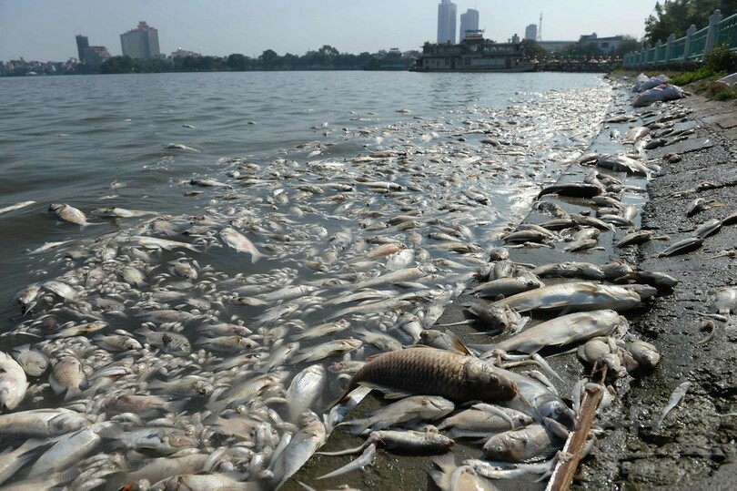 国際ニュース：AFPBB Newsベトナム・ハノイ最大の湖で魚が大量死、水質汚染か
