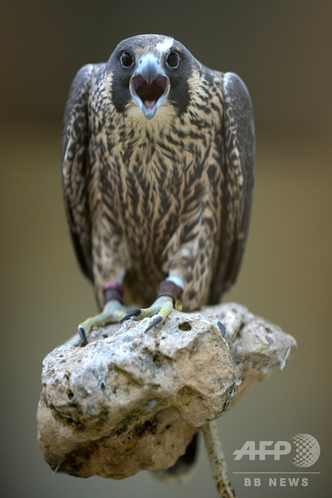 スペインが支える、アラブ伝統のタカ狩り