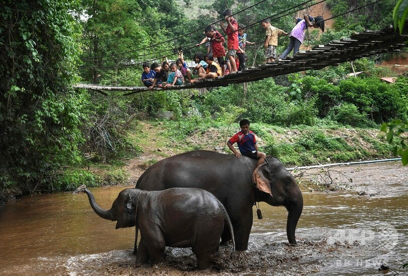 観光地閉鎖でゾウ 里帰り 餌確保が深刻な課題に タイ 写真19枚 国際ニュース Afpbb News