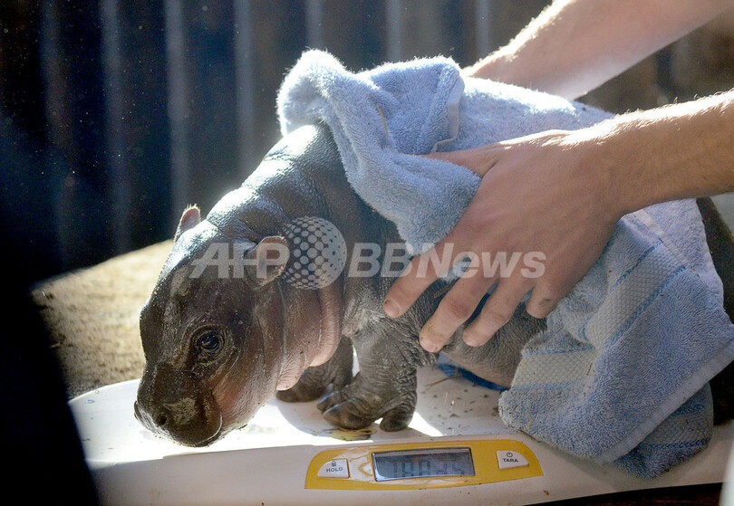 あんよは上手、カバの赤ちゃん
