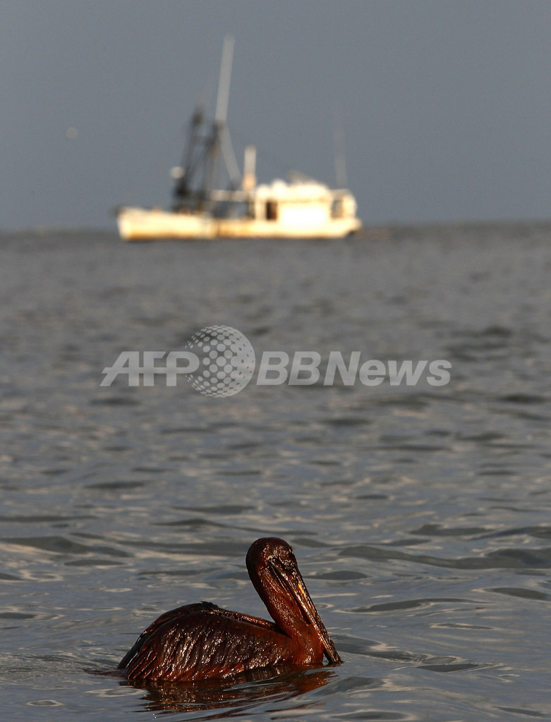 油まみれの鳥たち、メキシコ湾原油流出事故