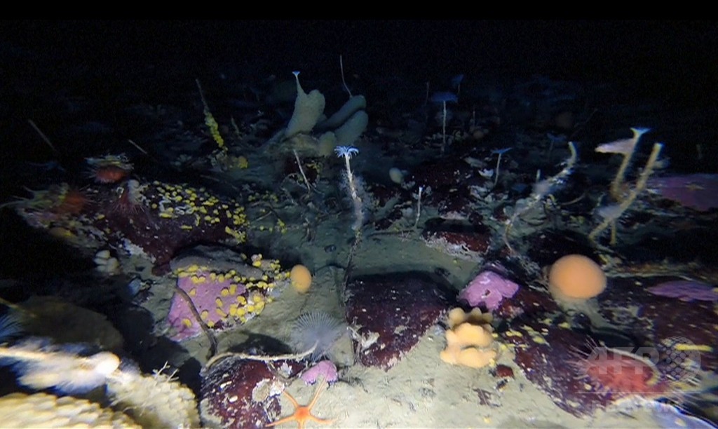 南極海氷の下に色鮮やかな世界、豪の水中探査機が撮影 南極海氷の下に色鮮やかな世界、豪の水中探査機が撮影