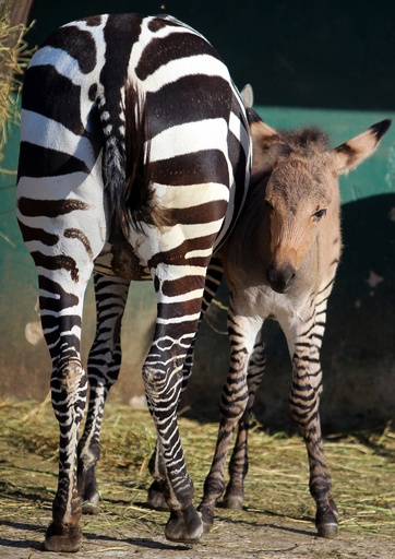 母はシマウマ、父はロバ… クリミアの動物園で「ゾンキー」誕生 写真6枚