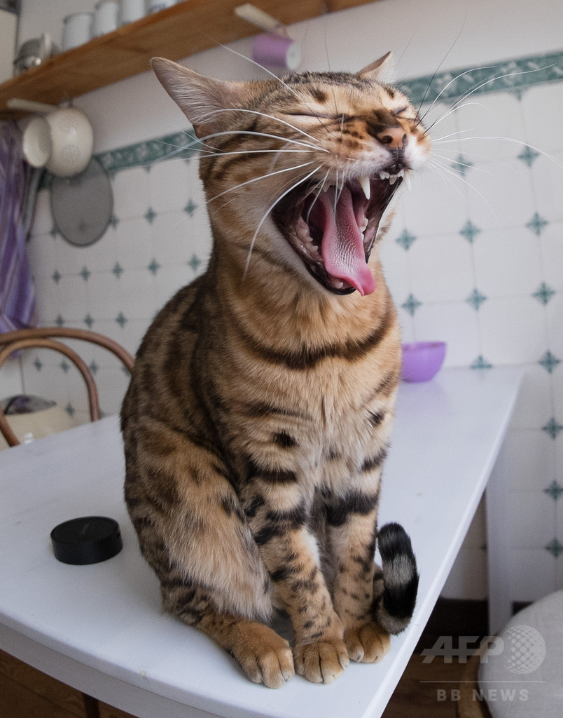 2017年イグ・ノーベル賞、「猫は固体かつ液体なのか?」などが受賞 2017年イグ・ノーベル賞、「猫は固体かつ液体なのか?」などが受賞