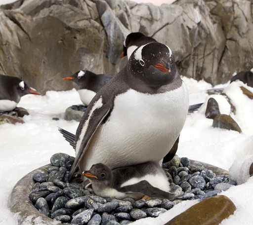 生まれて2週間、赤ちゃんペンギン体重測定 豪 写真2枚 国際ニュース