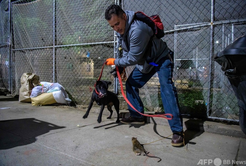 まるで X Men 特性生かし 夜のnyでネズミを狩る犬たち 写真12枚 国際ニュース Afpbb News