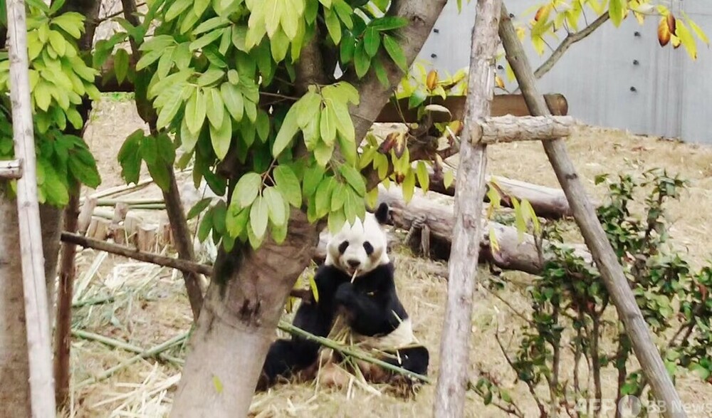 シャンシャンに永明親子 中国に戻ったパンダたちはどうしてる？ 写真2枚 国際ニュース：AFPBB News