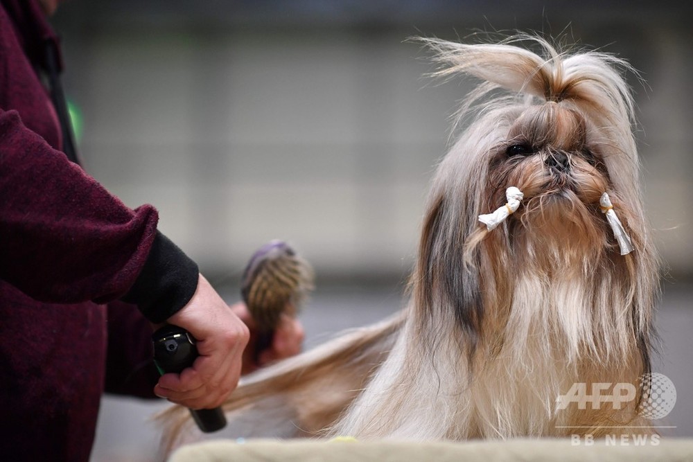 世界最大級のドッグショー クラフツ 新型ウイルス流行の中で開幕 英国 写真32枚 国際ニュース Afpbb News