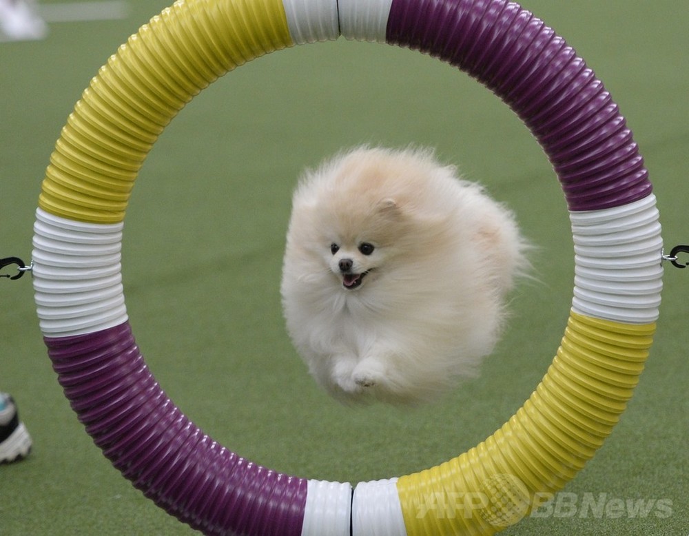 犬の機敏さ競う アジリティ 選手権 Nyで開催 写真29枚 国際ニュース Afpbb News