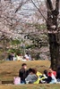 16日に桜の開花宣言が出された東京都心で春分の日の20日、多くの人々が街に出て満開に近づく桜を眺めた（2013年3月20日撮影）。(c)AFP/Yoshikazu TSUNO