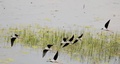 天河流域を飛び交うセイタカシギの群れ（2020年4月12日撮影）。(c)CNS/楊紅霞