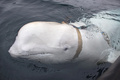 ノルウェー北部沿岸で発見された、ハーネスが取り付けられたシロイルカ（ベルーガ）。ノルウェー漁業総局提供（2019年4月26日撮影、資料写真）。(c)AFP PHOTO / Norwegian Directorate of Fisheries / JORGEN REE WIIG