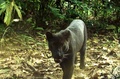マレーシア半島北東部で自動撮影カメラが撮影した黒ヒョウ（2015年7月15日提供、撮影日不明）。(c)AFP/RIMBA GROUP