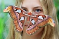 チェコ・ブルノ（Brno）のマサリク大学（Masaryk University）の植物園で、来園者の顔にとまる世界最大級のガ「ヨナグニサン」（2014年9月16日撮影）。(c)AFP/RADEK MICA