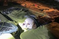 中国南西部成都で保護された犬。成都愛の家動物救助センター提供（2021年5月3日撮影、7日提供）。(c)AFP PHOTO / Chengdu Aizhijia Animal Rescue Centre