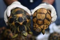 マレーシア・セパンにある税関施設で、押収されたヘサキリクガメやホウシャガメを手にする税関当局の職員（2017年5月15日撮影）。(c)AFP/Manan VATSYAYANA