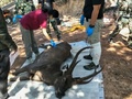 タイ・ナーン県のクンサターン国立公園で発見されたシカの死骸。 Office of Protected Area Region 13提供（2019年11月25日撮影、26日公開）。(c)AFP PHOTO / Office of Protected Area Region 13