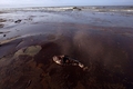 米南部沖のメキシコ湾（Gulf of Mexico）の原油流出事故で、米ルイジアナ（Louisiana）州East Grand Terre Islandに油まみれで漂着した魚の死がい。流出した原油はルイジアナ州沿岸部に大量に押し寄せている。（2010年6月4日撮影）。(c)AFP/Getty Images/Win McNamee