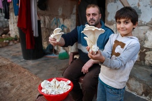 食料難のシリア、キノコが肉の代用品に…避難民キャンプで栽培