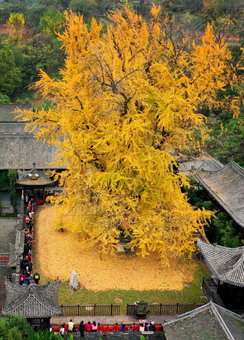 イチョウの木 色づいた樹齢1400年の大イチョウ 中国・西安市 写真10枚 国際
