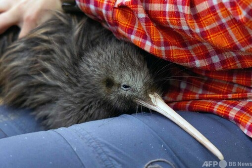 NZ首都、100年ぶりにキウイ再導入 写真15枚 国際ニュース：AFPBB News