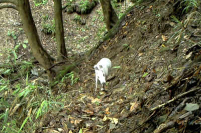 陰条嶺自然保護区で白いマエガミジカを撮影 中国・重慶市