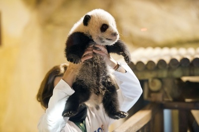 生後3か月のマドリードのパンダ、名前は「シンパオ」に