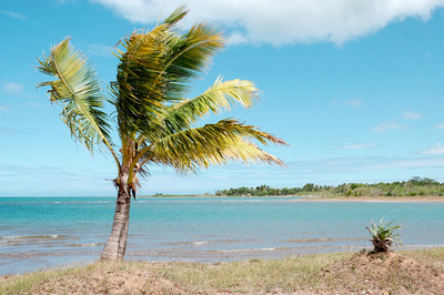 遊泳中にサメに襲われ男性死亡 ニューカレドニア