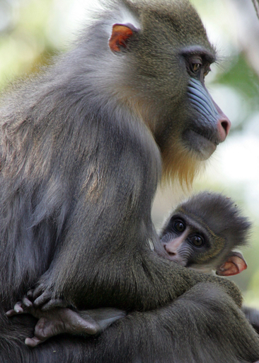 生後6週間のマンドリルの赤ちゃんがお披露目