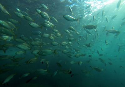 「リーダーは作られるものではなく生まれつくもの」、トゲウオ研究