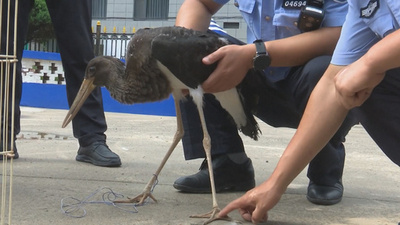 保護対象の黒コウノトリ 夏バテのところを助けられる 中国・陝西省