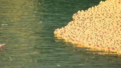 動画：ゴム製アヒル7万5000個を川に 米シカゴで慈善イベント