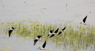 「希少種の野鳥の楽園」 湖北省の天河流域、水質も改善 中国