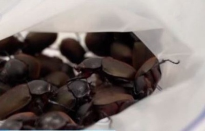 中国深センの空港で外来種を含む256匹の密輸昆虫を摘発