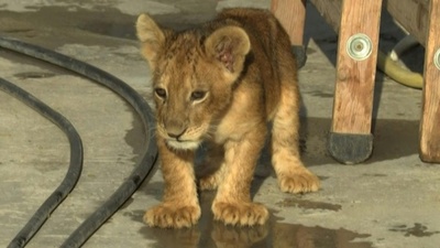 動画 注射はいやだ ライオンの赤ちゃん3頭に予防接種 オランダ 写真1枚 国際ニュース Afpbb News