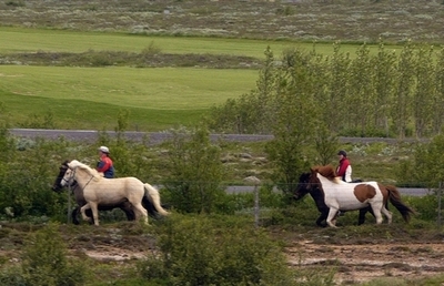 DNAで名競走馬が分かる？歩き方に影響する遺伝子の変異を特定