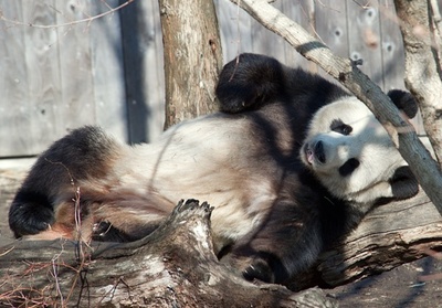 オジサン系パンダ？春うらら、米首都の動物園