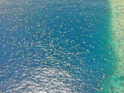 産卵のアオウミガメ、初めてドローンで個体数調査 豪レイン島