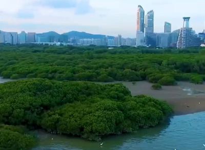 中国・深セン市に世界初の国際マングローブセンター設立へ