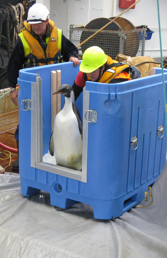 迷子のコウテイペンギン、海に帰る NZ